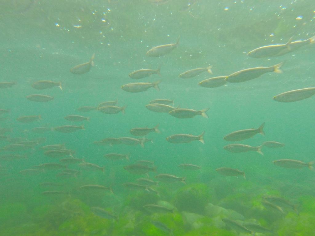 Sean_J_Handley's tweet photo. A lovely morning for a snorkel in the Horoirangi #MarineReserve with the girls https://t.co/I63vrYOwl6