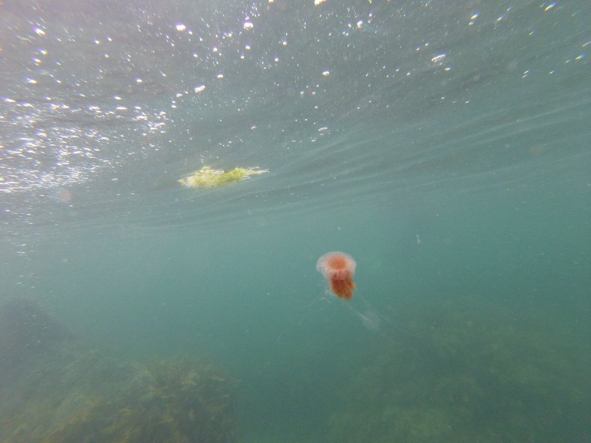 Sean_J_Handley's tweet photo. A lovely morning for a snorkel in the Horoirangi #MarineReserve with the girls https://t.co/I63vrYOwl6