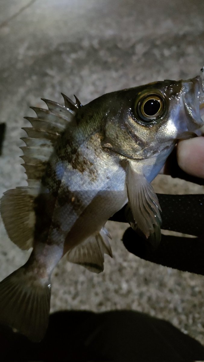 何日かぶりにライトゲーム😆
なんでこんなにメバルって愛らしいんだろーか。。
#イージーシェイカー
#メバリング
#アジング