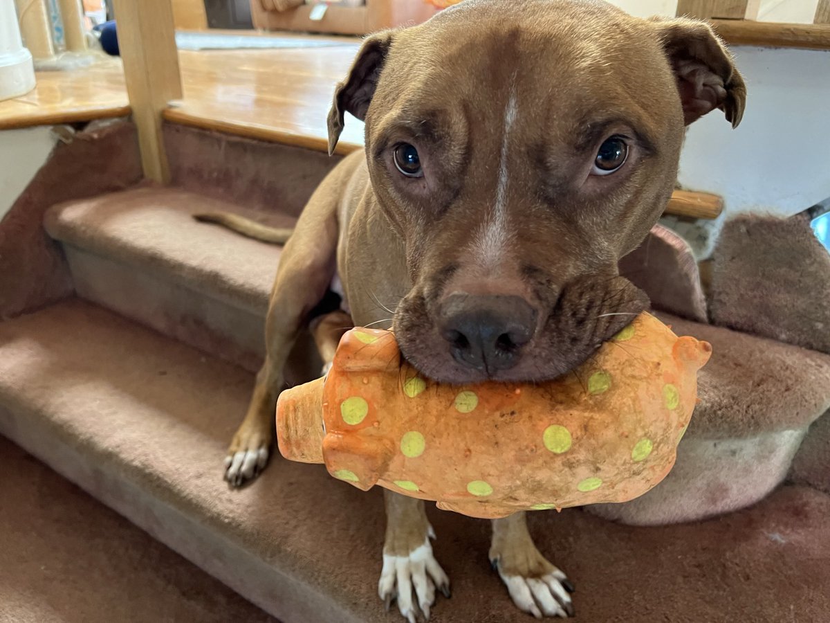 steaks012's tweet photo. Look at that face. #PitBull #Dogs #GreatDogs https://t.co/3rqWpG4mtN
