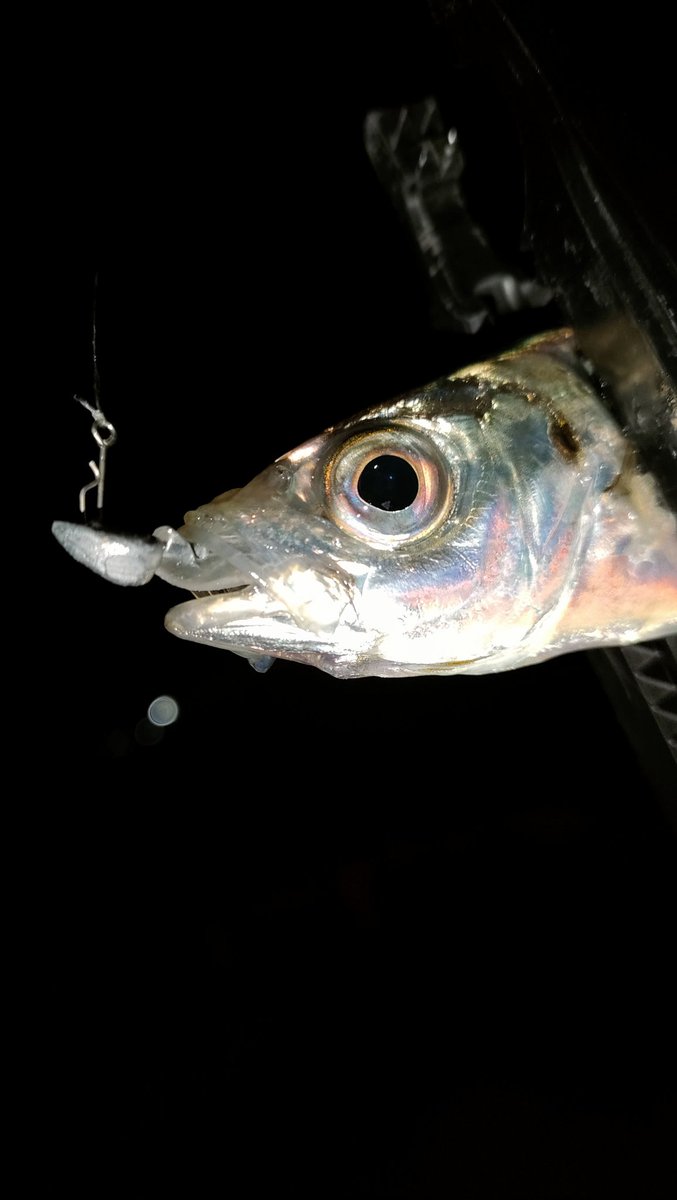 サイズは先週より下がっちまったけどﾏﾒアジングも個人的には好き🙋
#イージーシェイカー
#アジマスト
#スパテラ
#アジング