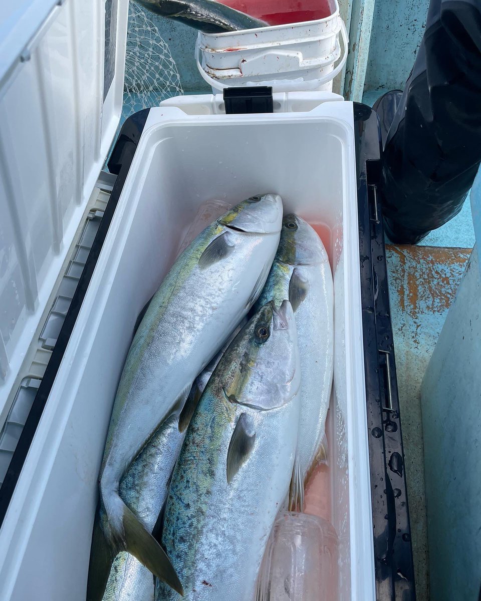 U2Takec's tweet photo. 昨日はラスト伊勢湾ジギング。
伊勢湾の恵みに感謝。
来年もよろしくお願いします🐟🌊 https://t.co/P7bEAWtJ7W