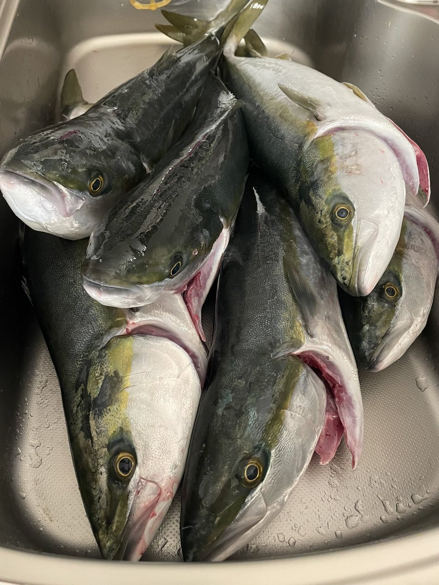 U2Takec's tweet photo. 昨日はラスト伊勢湾ジギング。
伊勢湾の恵みに感謝。
来年もよろしくお願いします🐟🌊 https://t.co/P7bEAWtJ7W
