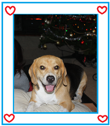 My boy Ollie, sadly passed away last month, Christmas won't be the same. Miss you mate. xxx