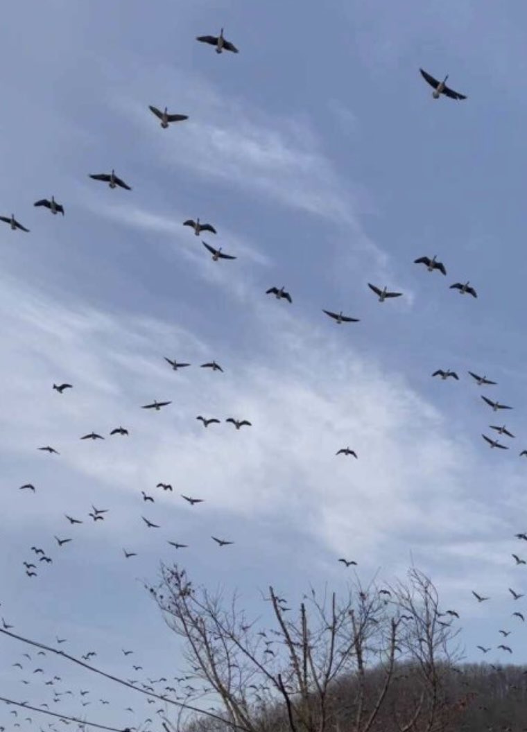 속보 : 북한 드론이 또 침공했어요!!
#북한드론 #새떼