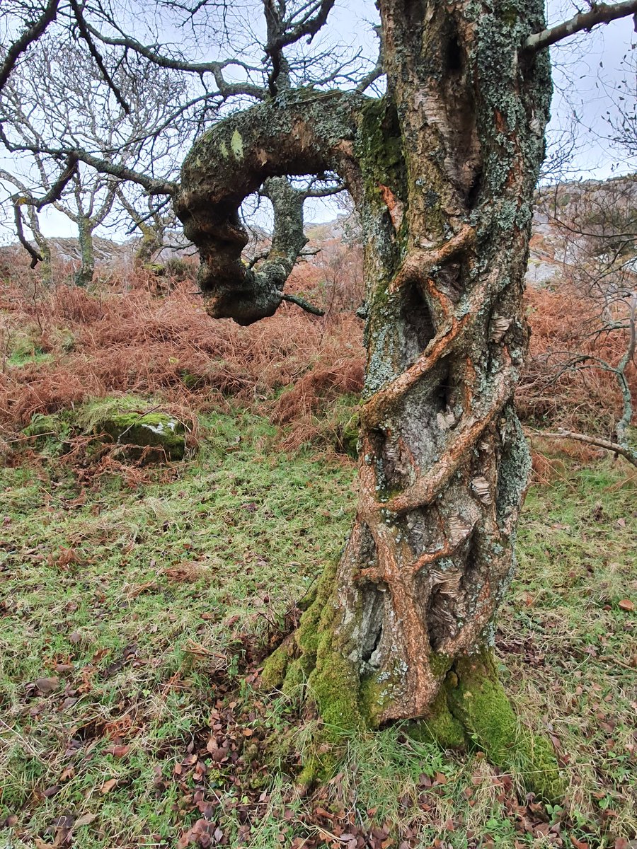 IrishRainforest's tweet image. One of my alltime favourite birch trees in our whole place.

That latticed structure is just wild, as if constructed of living meccano.