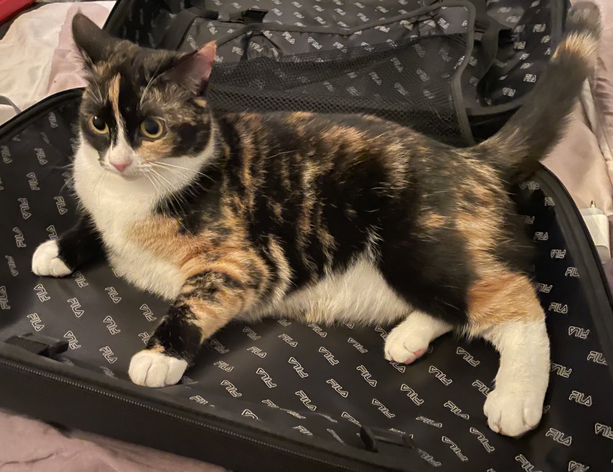 Katze kommt nicht auf ihr Leben klar und will verreisen.