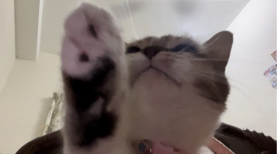koopykute's tweet photo. Miss kupi melon https://t.co/0FM7T244d6
