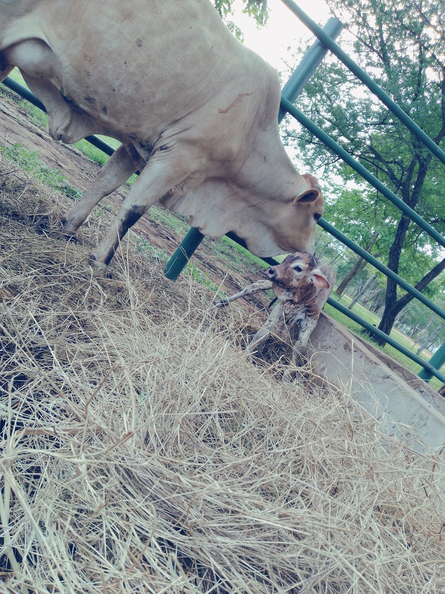 Alpha_ngunyale's tweet photo. It's Calving Season. Always great to see the new ones and watch the Old ones grow. https://t.co/TBjwshOOTY