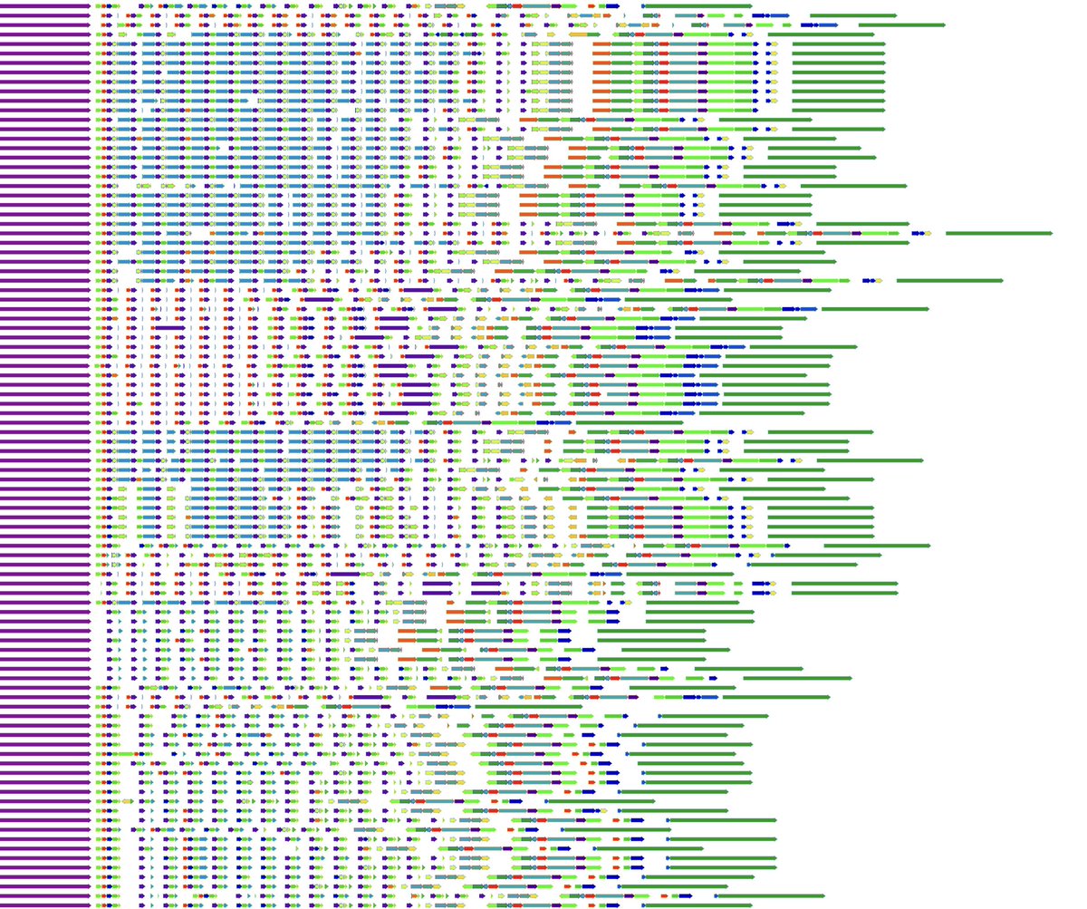 Human Pan Genome Visualization of Olduvai domain repeats in NBPF10 with PGR-TK 
(biorxiv.org/content/10.110…)

This vary intriguing repeat pattern variation may hold the key to understand human evolution and many cognitive-related function and diseases. (en.wikipedia.org/wiki/Olduvai_d…)
