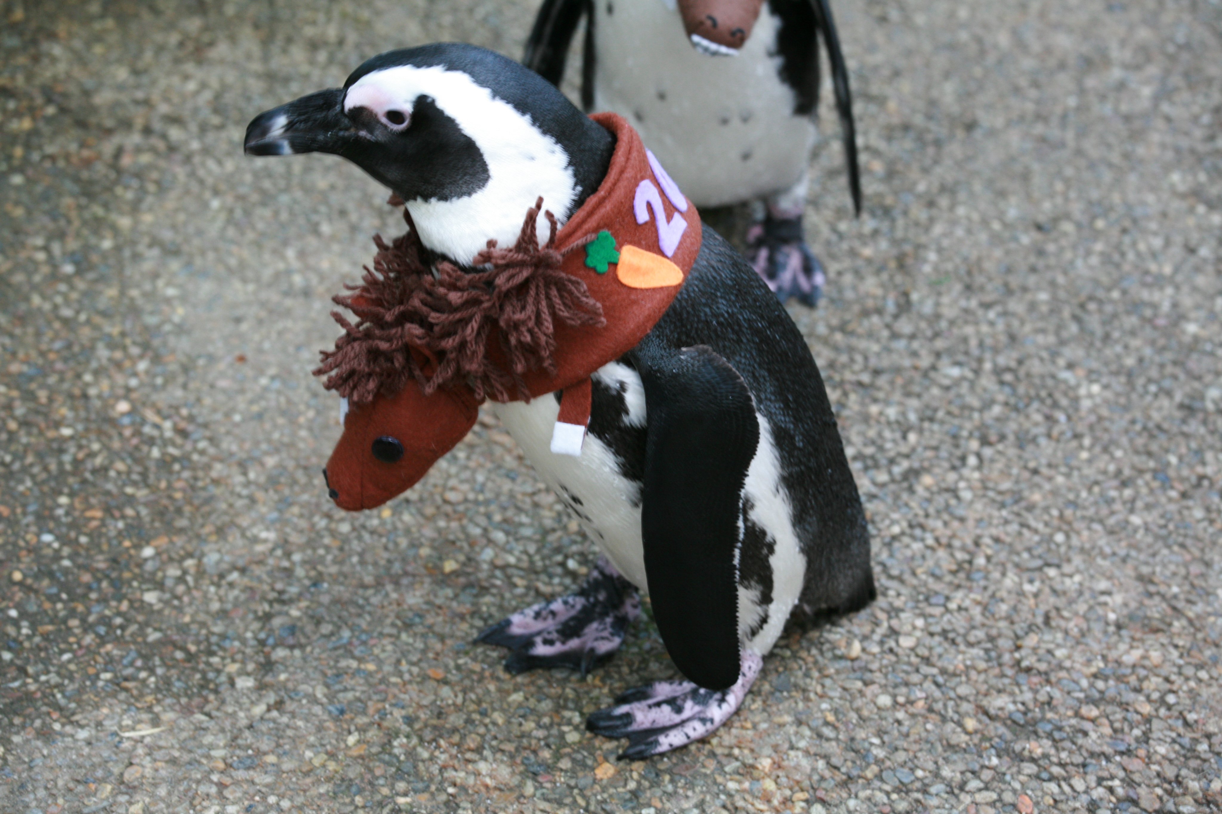 松江フォーゲルパーク on X: 