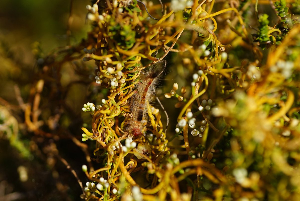 lost_in_botany's tweet photo. #Cassytha racemosa forma racemosa #Lauraceae one of two forms growing in this region, differed from Forma pilosa which has pyriform fruit (pear shaped), by having distinctly lobed fruit! These also a caterpillar having a feast on itโs flowers in the third pic! https://t.co/bitwRgWuZN