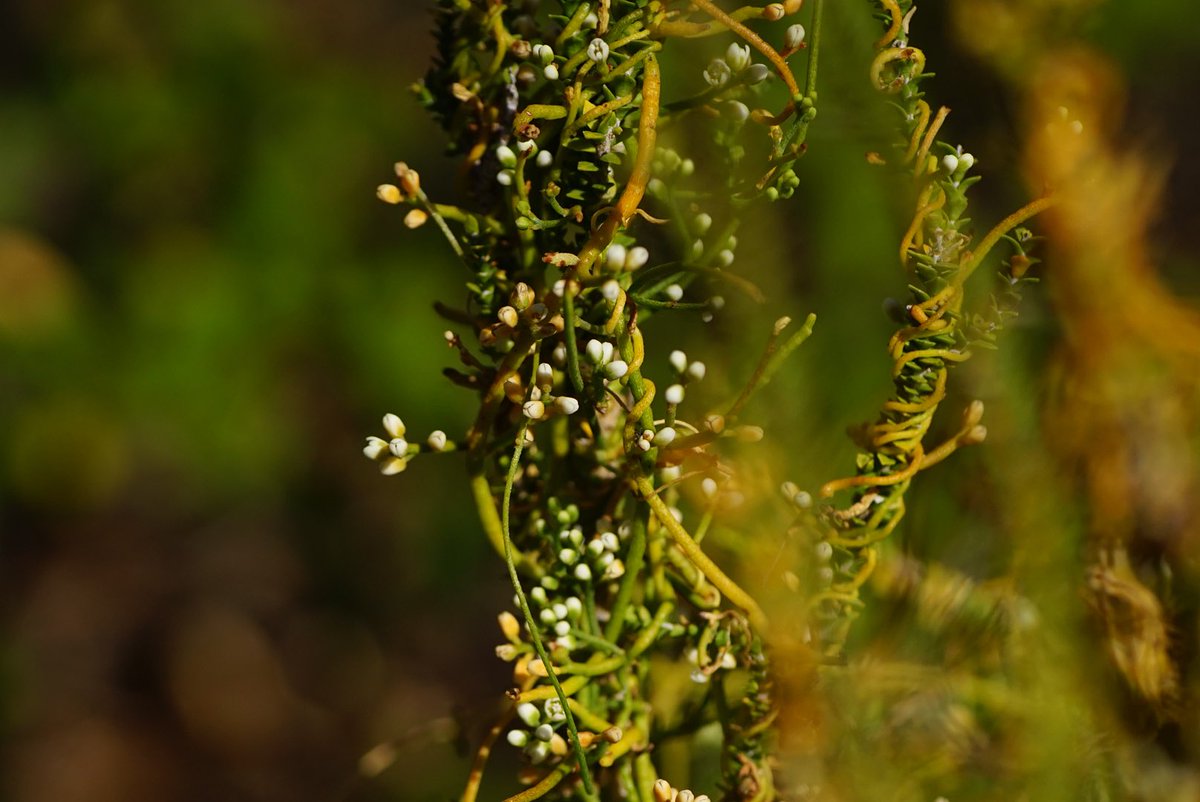 lost_in_botany's tweet photo. #Cassytha racemosa forma racemosa #Lauraceae one of two forms growing in this region, differed from Forma pilosa which has pyriform fruit (pear shaped), by having distinctly lobed fruit! These also a caterpillar having a feast on itโs flowers in the third pic! https://t.co/bitwRgWuZN