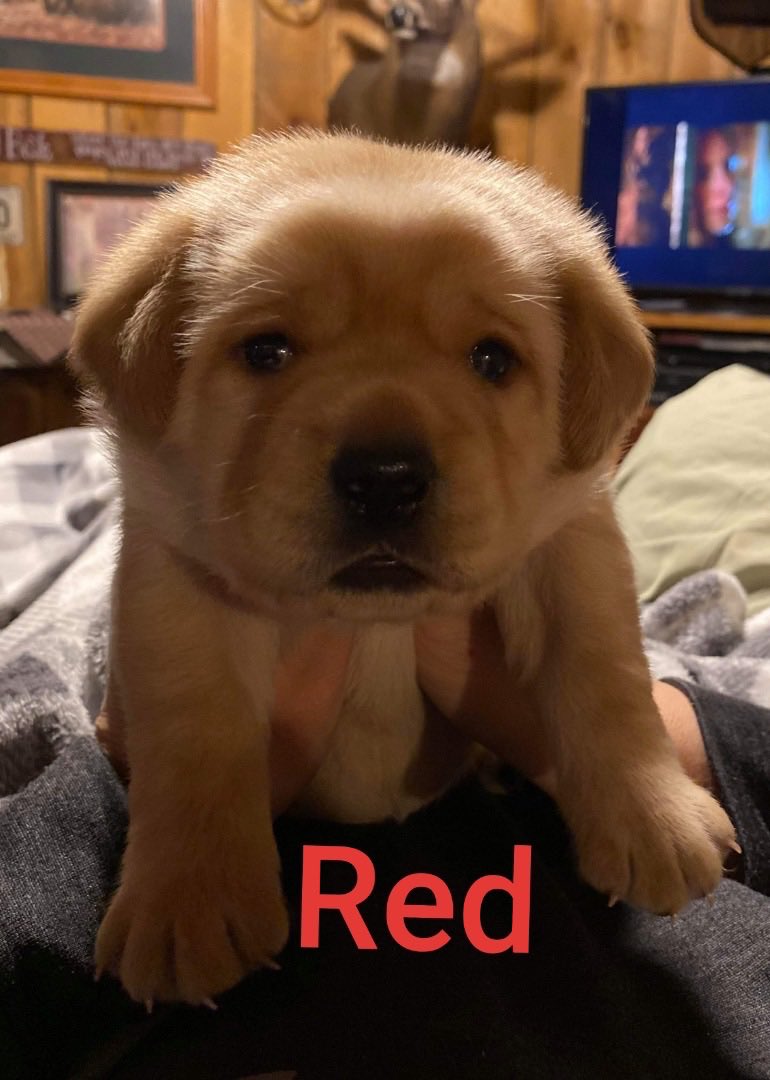 crousselle's tweet image. Thinking about when Ruby was a chonky puppo