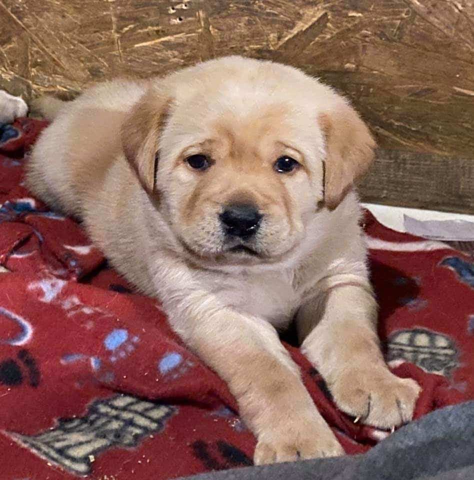 crousselle's tweet image. Thinking about when Ruby was a chonky puppo