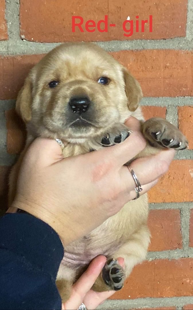 crousselle's tweet image. Thinking about when Ruby was a chonky puppo