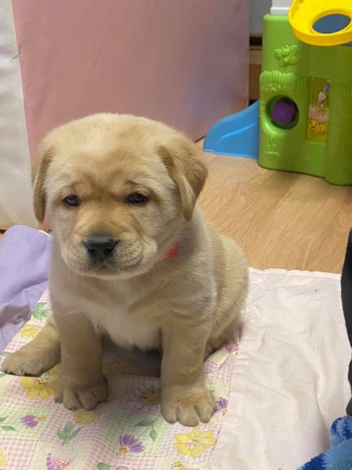 crousselle's tweet image. Thinking about when Ruby was a chonky puppo
