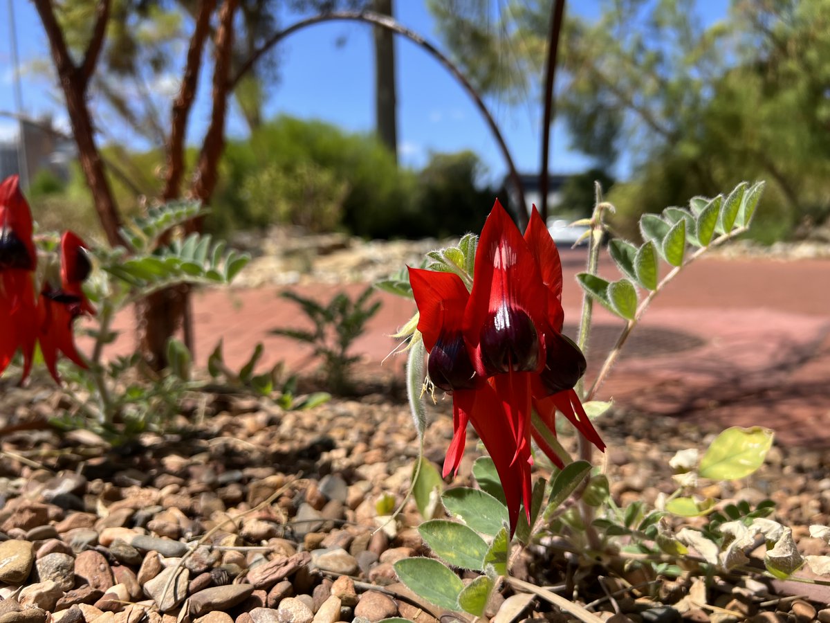 Have you ever seen a Sturt's Desert Pea in person? 

We may be a long way from the Flinders Ranges, but these beautiful peas are positively thriving in our Flinders collection just outside the Hackney Gate on Hackney Road. 

Come on down and check it out today.