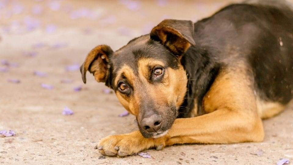 Impulso Pro Animal tweet media