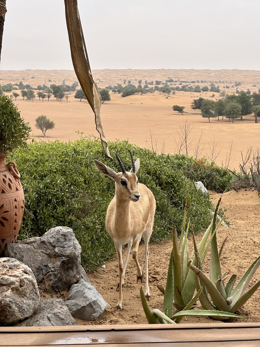 Hello from the Al-Maha Desert Resort and Spa, one of my favourite winter getaways. Close to home, and very very private.