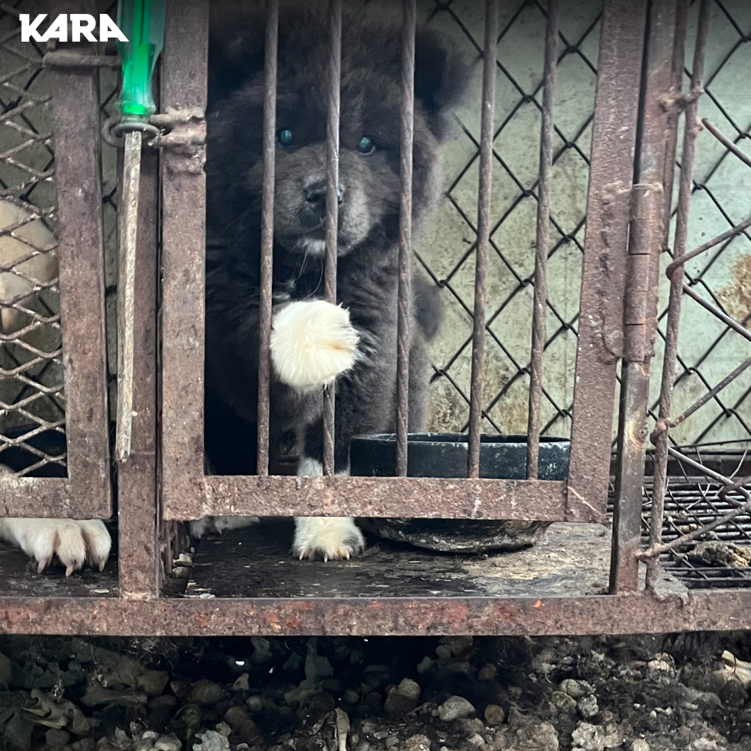 ekara_org's tweet image. 대전 유성구 도살장에서 구조된 아쑬이의 입양을 축하해 주세요!

아쑬 입양후기 &amp;gt; ekara.org/parttake/revie…