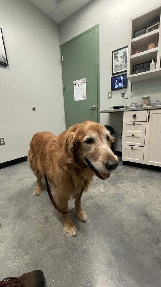 Happy Dog tweet media