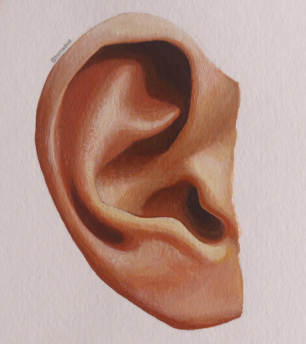 BornAdroit's tweet photo. Ear Study
Acrylic on paper
https://t.co/PUu1jUXjQQ
#acrylicpainting #acryliconcanvas #paintingoncanvas #paintingoftheday #contemporarypainting #realisticart #realism #realisticpainting #handstudy #realismart #ear #realisticartwork #artoftheday #indianartist #earstudy @ArtMutuals https://t.co/jqYzZjCRGV