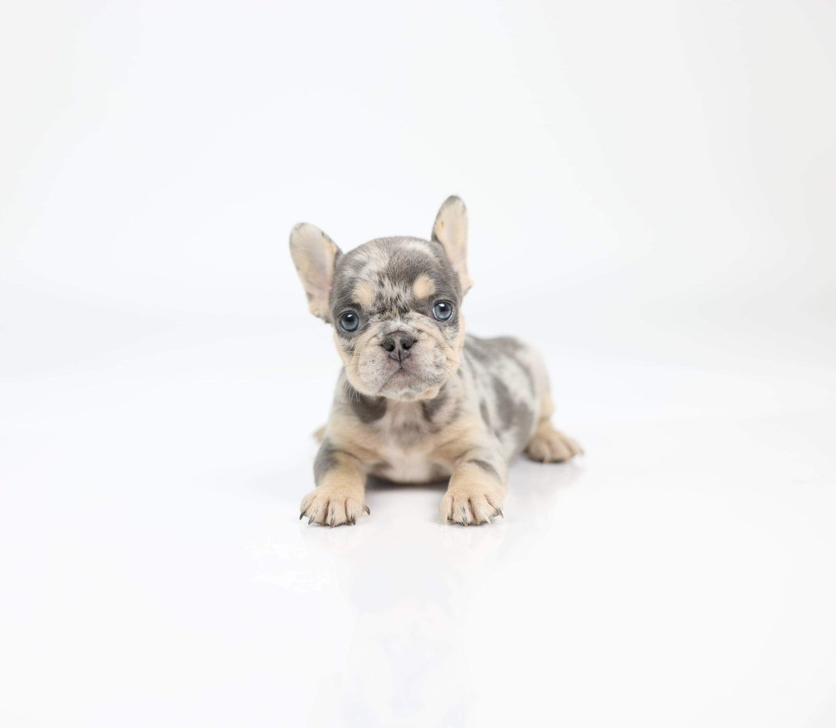 nick_tfk's tweet photo. Baby Birkin 🩸 Our Blue&amp;Tan Merle carrying Fluffy &amp;  Isabella 🧬🩸 
•
• Official Bullies Of Dallas 🩸
•
#ONODLLC🩸 #frenchbulldog #dallastx #fluffyfenchbulldog #nba #worldwide #birkin #bluetrimerle https://t.co/VvIJFAZfIh