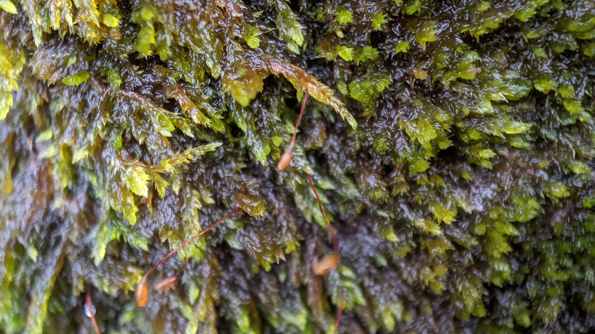 bryofloristic's tweet photo. Pleasure meeting with Rory Hodd of @NimbosaEcology yesterday, in Derrycunnihy Wood in Killarney. Loads of wonderful oceanic finds, just a selection here:

1. Bazzania tricrenata
2. Adelanthus decipiens
3. Sematophyllum demissum
4. Lepidozia cupressina https://t.co/nVCrGd0KeP