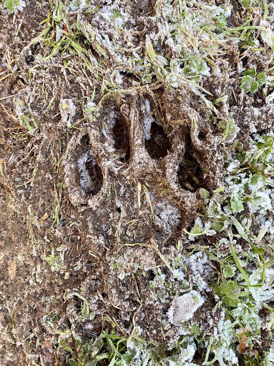 Let's have a Wednesday morning game of GUESS WHO! 🤔

Can YOU guess which of our animals has left these tracks? 🐾 Let us know in the comments section below 👇

#WhoMadeTheseTracks #KeeperPics #SupportingConservation #WelshMountainZoo #NationalZooOfWales #Snowdonia360 #TenTop