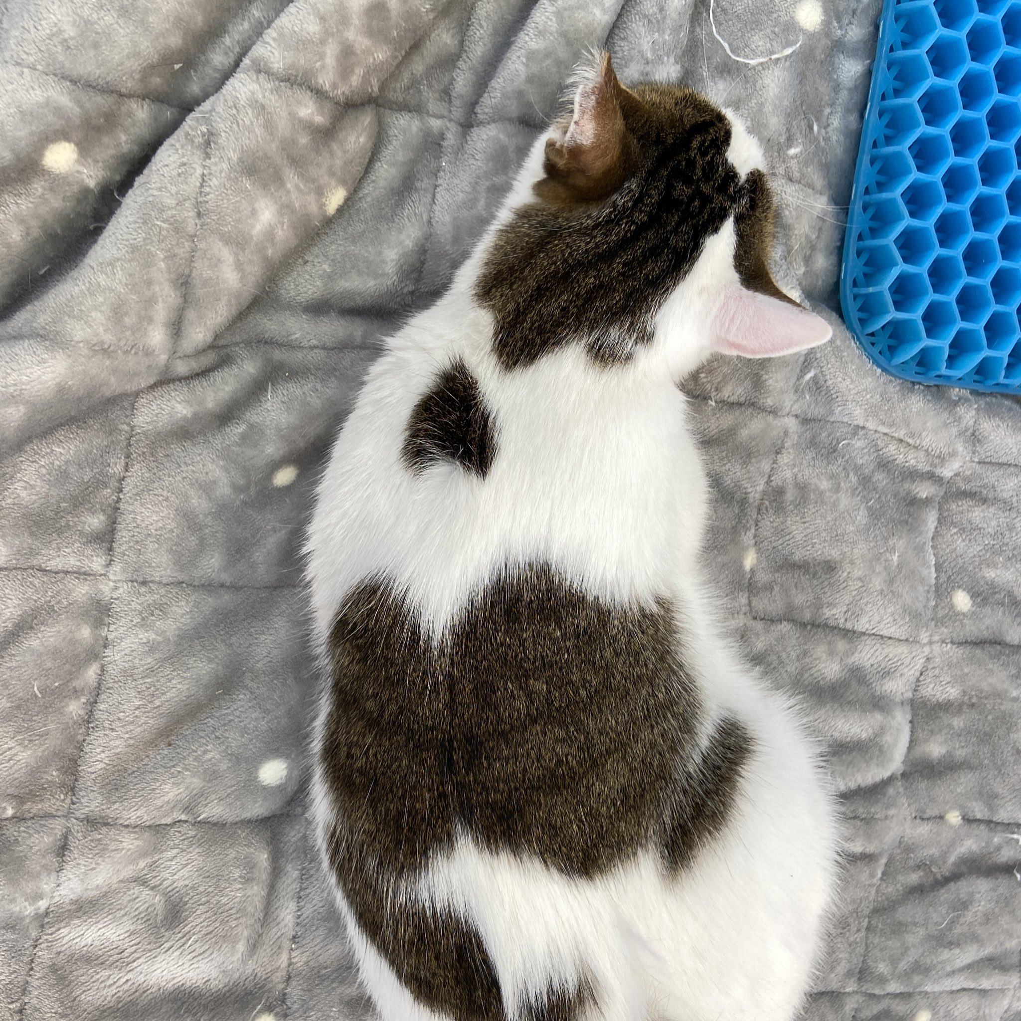 和風猫本舗 猫のいる就労支援 Wahunekohonpo Twitter