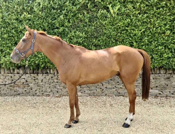 Maninsane runs @LeicesterRaces this afternoon with Lilly Pinchin on board. Trained by @CharlieLongsdon and owned by the Barrels of Courage syndicate, we wish team Longsdon and all connections the very best of luck. 

#teamCHE #CHEholidayers #CHEpretrainers
