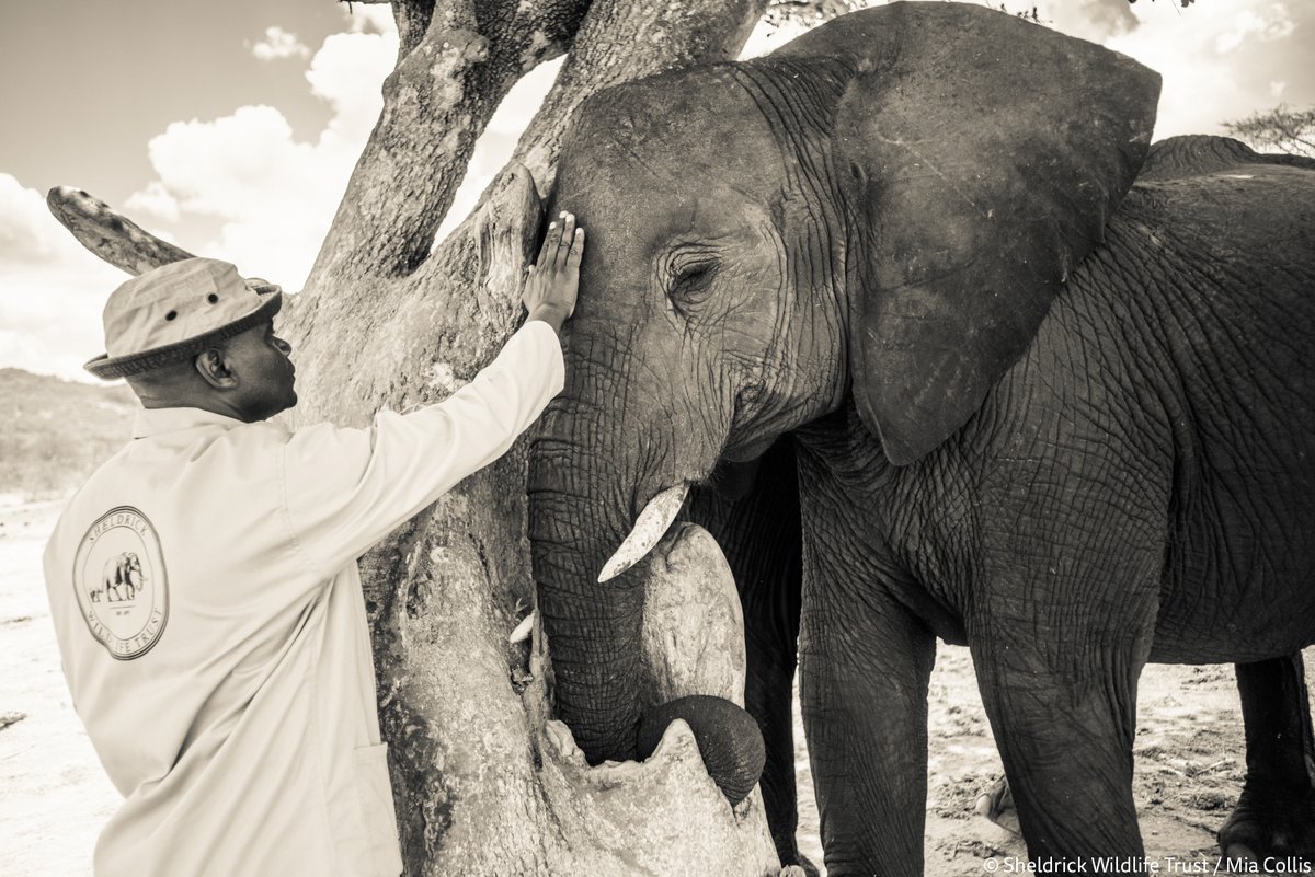 SheldrickTrust's tweet photo. “Of all the animals, perhaps the most respected and revered should be the Elephant, for not only is it the largest land mammal on earth, but also the most emotionally human.” said Dame Daphne Sheldrick: https://t.co/hub2RxFRJW #SWT2022 https://t.co/ic06smenjy