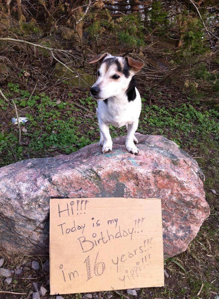 TweeetsOfDogs's tweet image. Today is my birthday, I'm 16, nobody wished me will you ?💞🥹🥳