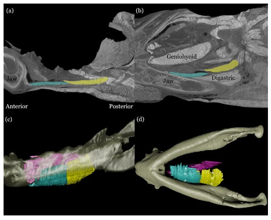 iobjournal's tweet photo. Catch @c_mayerl 's co organized symposia while at @SICB_ Austin -
Biology at birth (https://t.co/GEFpD7bVha)
&amp; read his recent co authored 

Regional Variation in #Contractile Patterns &amp; #Muscle Activity in Infant Pig Feeding

https://t.co/1lErGrxJHN

#oropharyngeal #evolution https://t.co/Y4tJuKQvuB