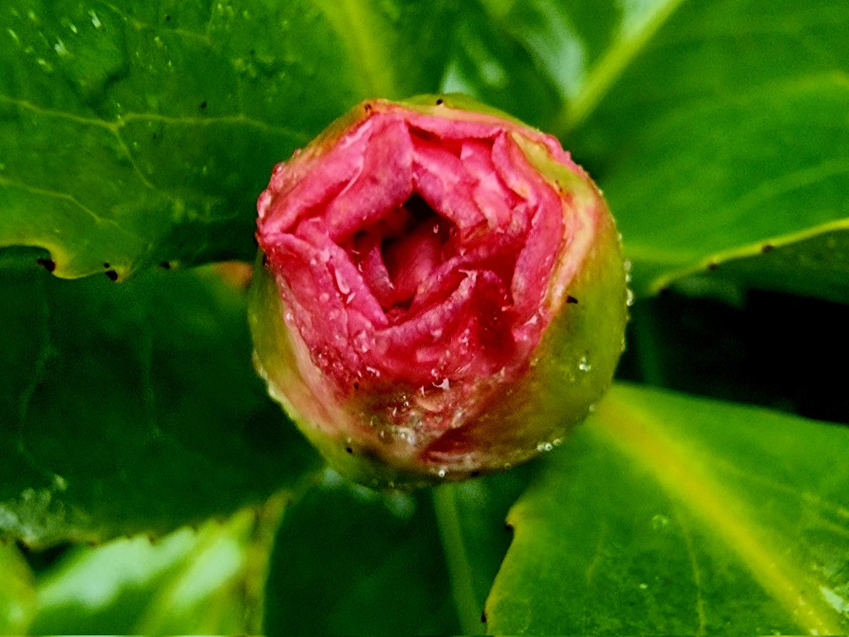 De eerste bloemknoppen zijn al weer te vinden in de tuin. #lente 😀