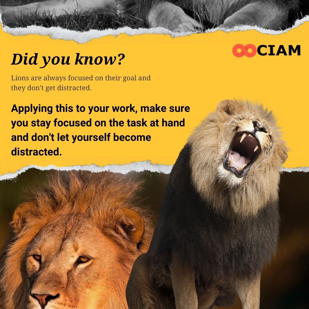XciamOfficial's tweet photo. Be a Lion π¦
#Lion #Forex #Crypto #TradingProfit #ForexTrader #RiskFree #OnlineTrading #ForexTrader #DigitalCurrency #CryptoCurrency #XCIAM #XCIAMFS #XCIAMFAT #XCIAMOfficial https://t.co/qW3gBjkjmT