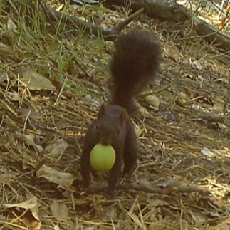 MolecularEcolUP's tweet photo. 📢 Check out what our #cameratrap captured!🐿️ #squirrel #environment #mammals #StepChangeEU https://t.co/YPlBEcBFRG
