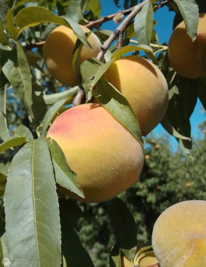 Están listos. En 2 días estarán en latas.
Ojalá pudiera transmitirles el aroma que hay en el cuartel. 🍑🍑