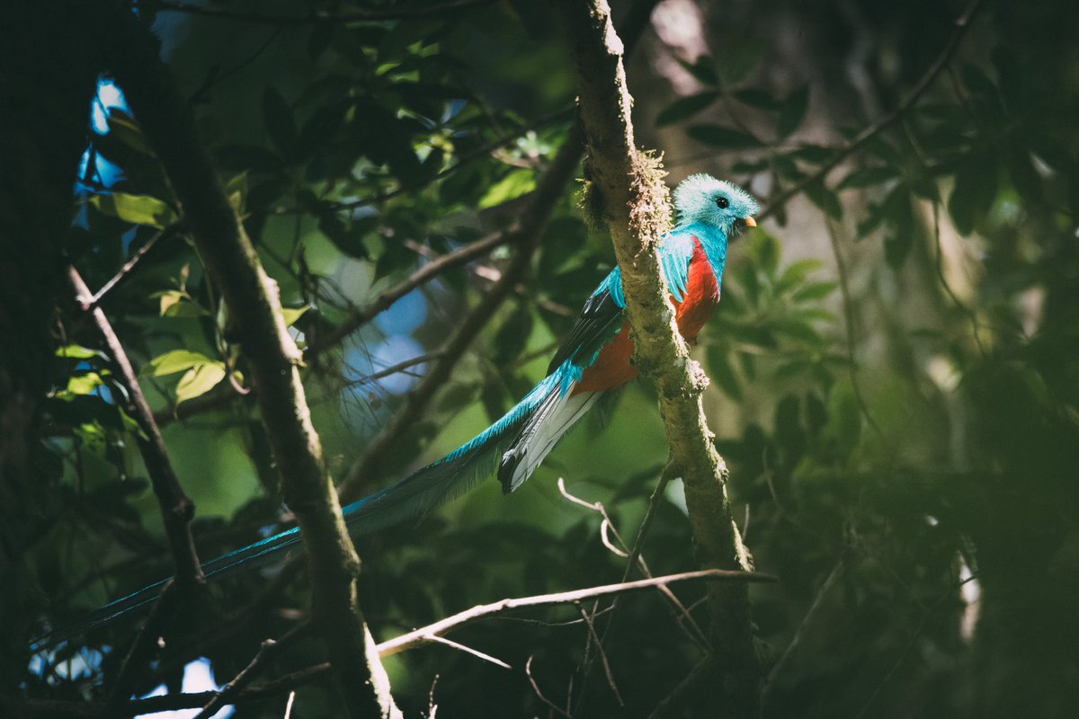 _lichterderwelt's tweet photo. @clicks1222 @jaumeten The Quetzal in the mountains of Panama https://t.co/JxJeieJoIa