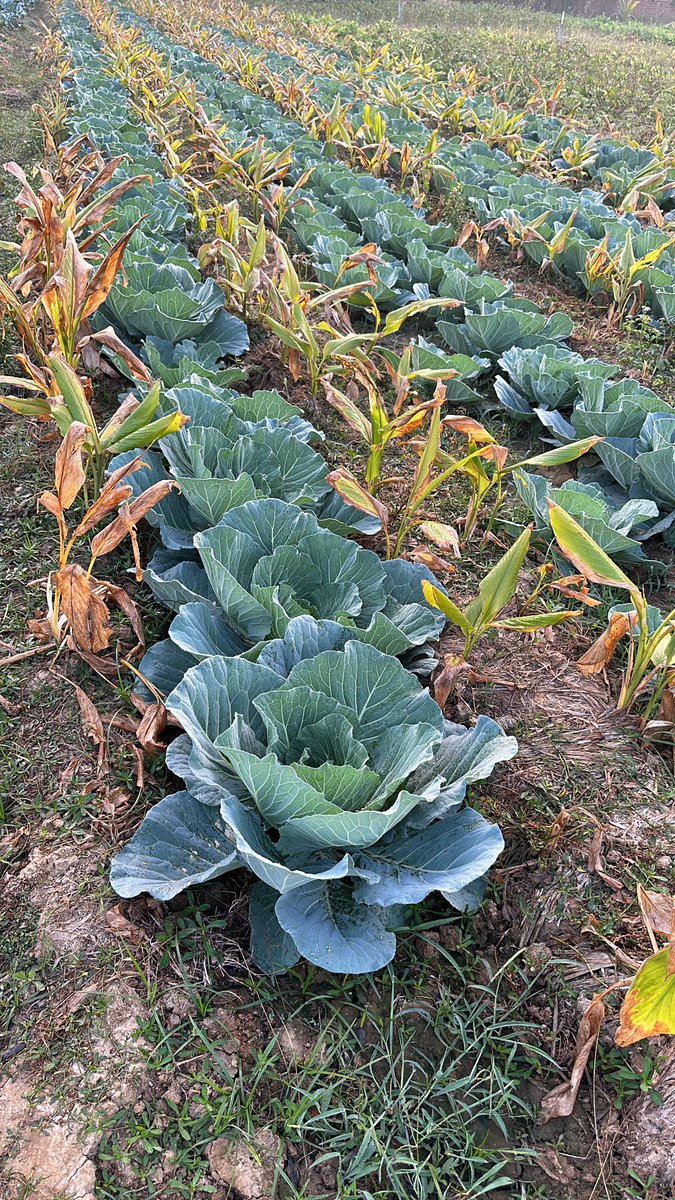 soysaurabh's tweet photo. And an immersion into best agri practices. https://t.co/wiXHQMZ08a