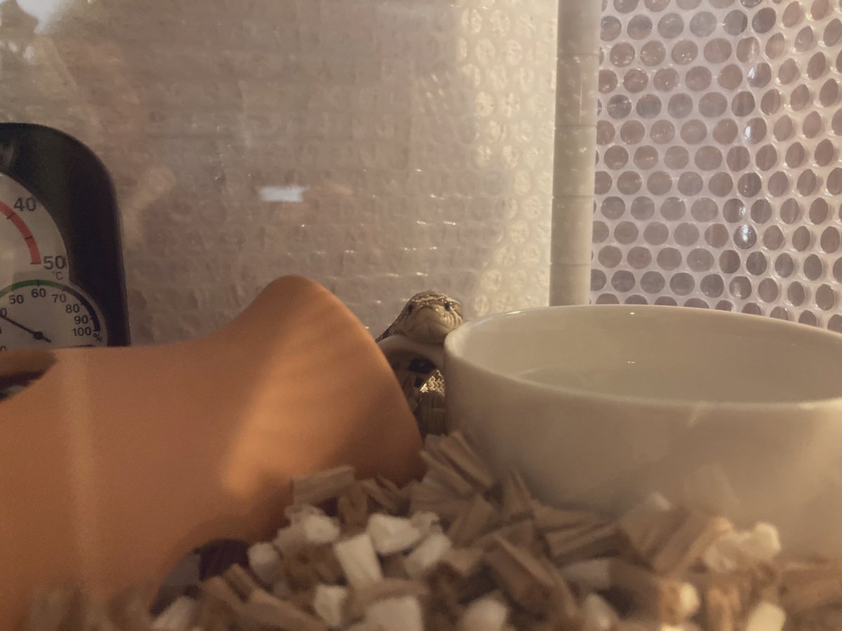 あごのせ🥰