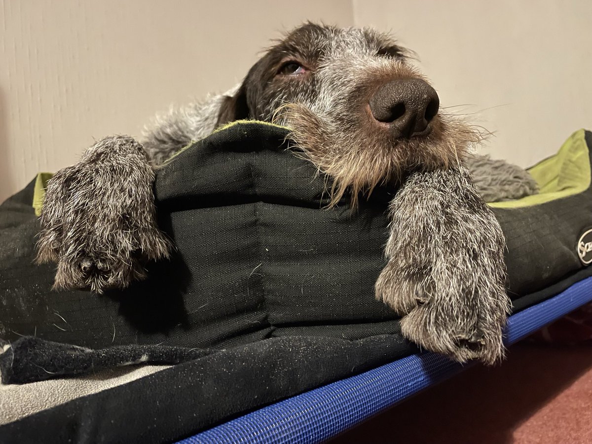 HayhurstBoo's tweet photo. Feeling ruff #funny #dogtired #dogbed #beenout #paws #beard #dog #dogsofinstagram #sleep #recharge #boop #bless #love #kissable #christmas #tired #dream #dogsoftwitter https://t.co/sHn4JThva3