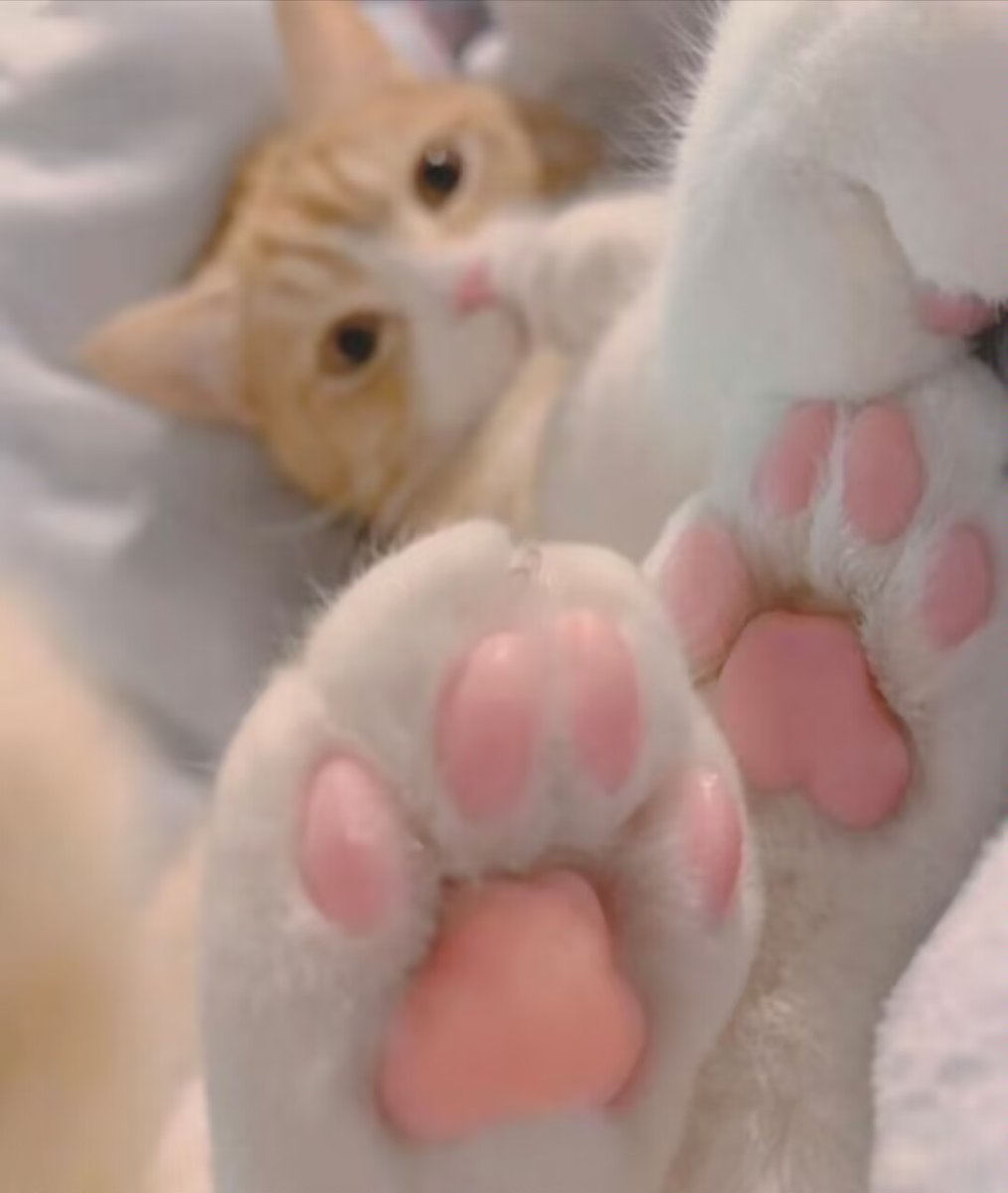 粉足 猫耳 白丝诱惑🔞 https://t.co/l3Egm9CkWF