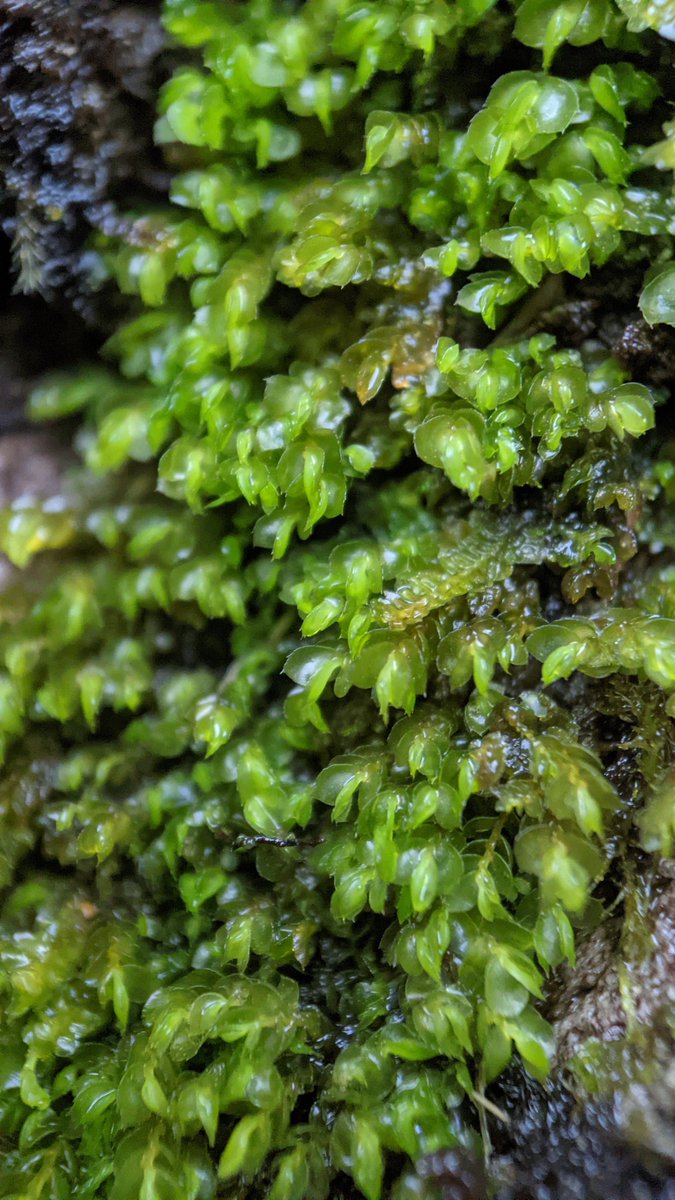 bryofloristic's tweet photo. Pleasure meeting with Rory Hodd of @NimbosaEcology yesterday, in Derrycunnihy Wood in Killarney. Loads of wonderful oceanic finds, just a selection here:

1. Bazzania tricrenata
2. Adelanthus decipiens
3. Sematophyllum demissum
4. Lepidozia cupressina https://t.co/nVCrGd0KeP