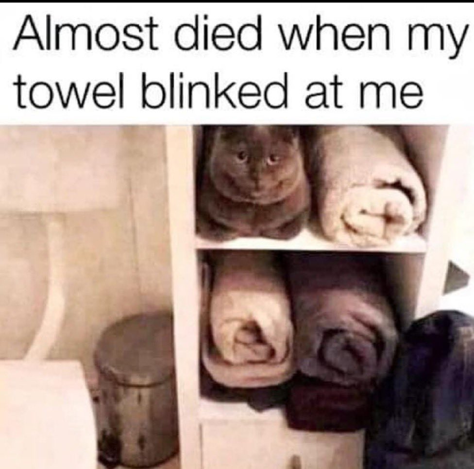 <a href="/elonmusk/">Elon Musk</a> A cute and unrelated but relatable meme for cat owners