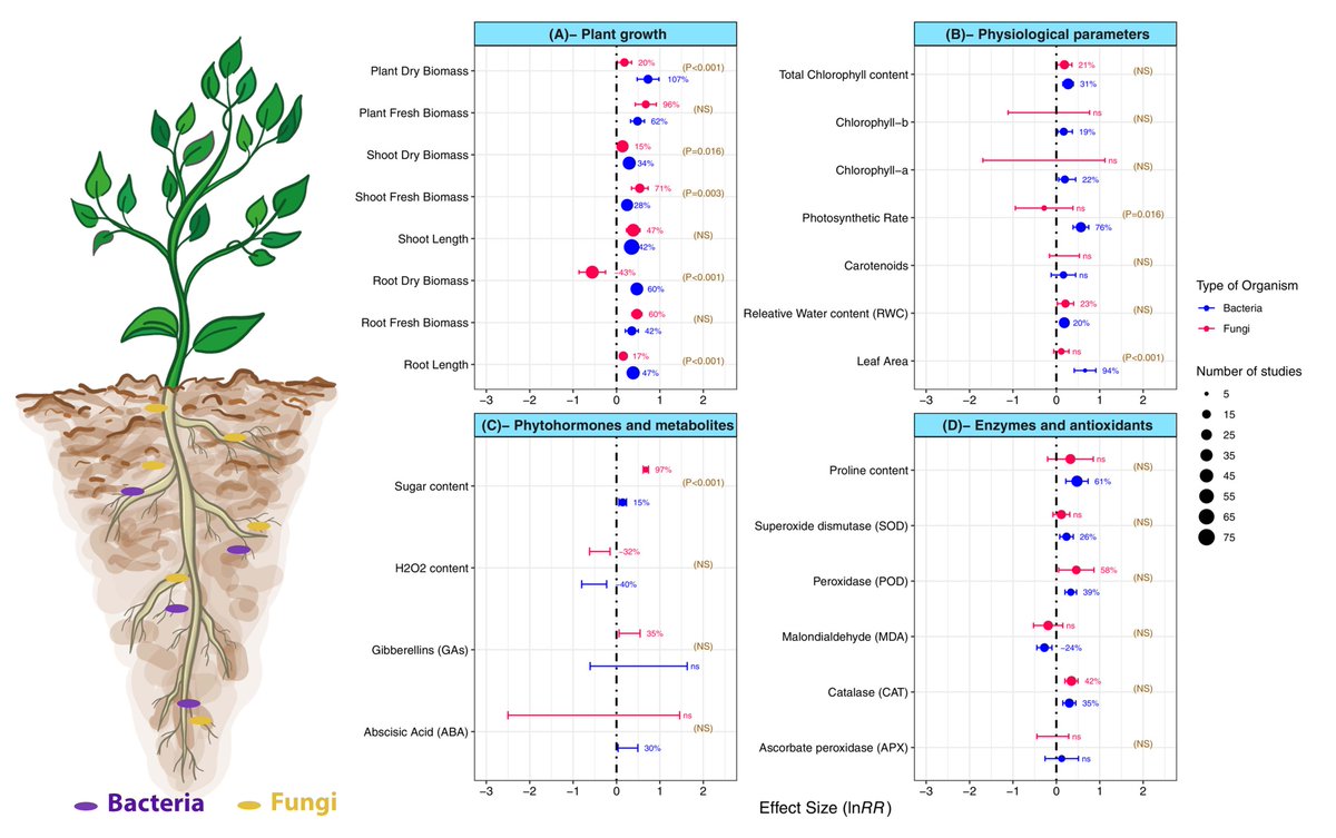 PPLplantarum's tweet photo. 🦠Who from endophytic bacteria and fungi is most effective against drought stress? Find out with this meta-analysis encompassing 75  publications, 170 experiments, 20 bacterial genera, and 8 fungal classes. @SchmitzStreits @awais_shakoor @aammar_tufail 

https://t.co/9gCnq7jRbC https://t.co/NbHRatQqV6