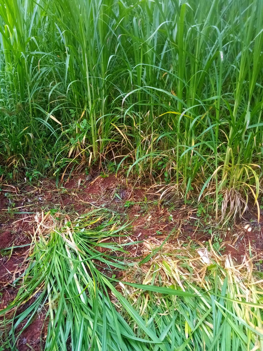 Wamkazini's tweet photo. Mimi sasa nitatoroka Meru, niliamka, nikakamua, nikapeleka maziwa sasa kurundi mzae amenipea panga na yeye akatoka na nyundo na msumeno. Sema Thaara (nepier grass) kunikatakata mikono. Hawatambui kiongozi wa vijana bwana.
@Kilemi_Andrine @HonBirdi https://t.co/8PyGBBLcYn