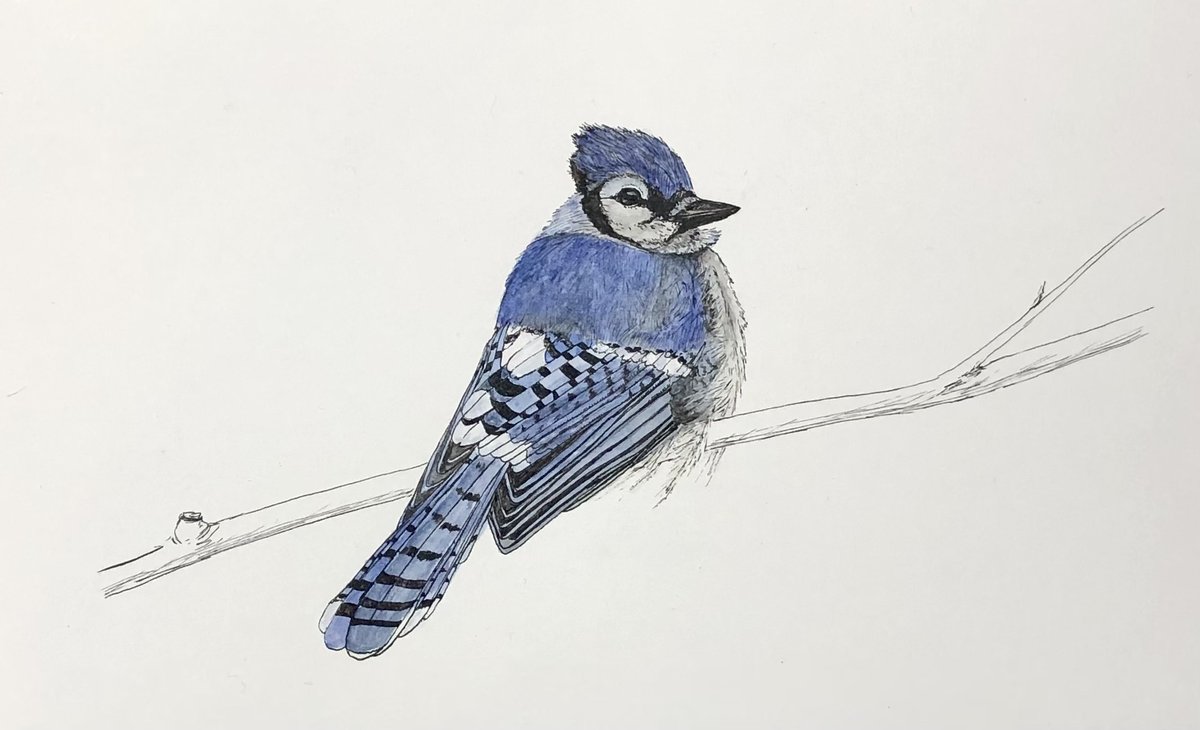 Whoop whoop! The last #BirdWhispererProject submission for 2022, a borby blue jay!

#BirdWhisperer @BirdWhisperers