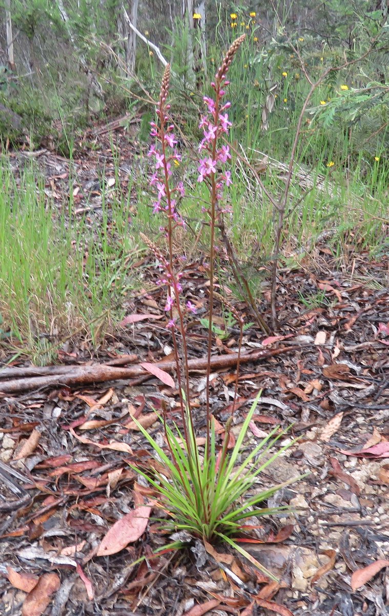 StuartWilliams_'s tweet photo. Triggerplant ( Stylidium sp.) near Moroka River in Alpine National Park
#VicAlps #Stylidium #Stylidiaceae #ozplants https://t.co/en77ECdKCu